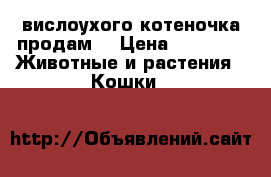 вислоухого котеночка продам  › Цена ­ 1 000 -  Животные и растения » Кошки   